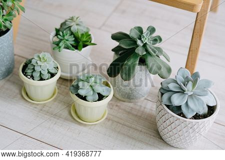 Several Indoor Plants In White, Gray And Yellow Pots Stand On The Wooden Floor. Beautiful Succulents