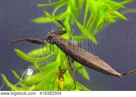 Water Scorpion, Nepa Cinerea, On A Water Plant.