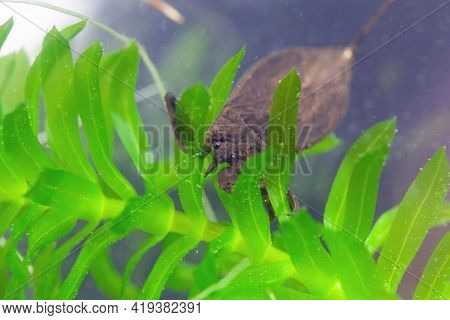 Water Scorpion, Nepa Cinerea, On A Water Plant.