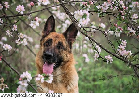 Cherry Blossoms And Apple Trees. German Shepherd Black And Red Color And Blooming Gardens. Portrait