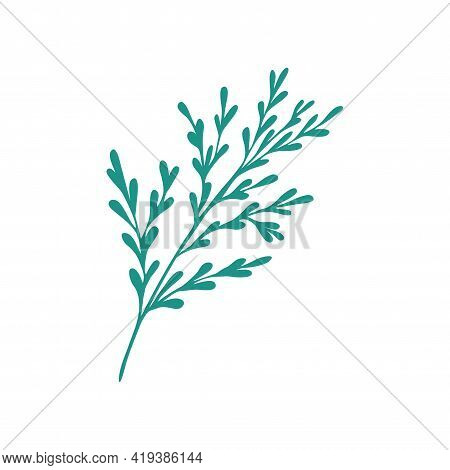 Graceful Green Twig. Contour Leaves. Vector Isolated Element. Garden Plant.