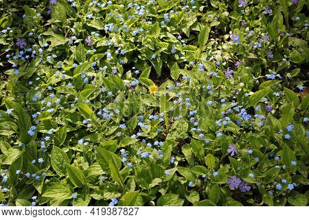 Small Bushes Of Eritrichium With Blooming Blue Flowers In The Spring Among The Trees In The Forest.