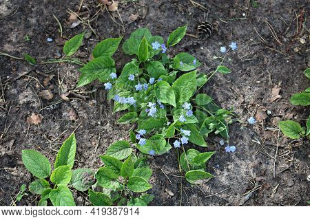 Small Bushes Of Eritrichium With Blooming Blue Flowers In The Spring Among The Trees In The Forest.