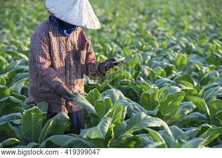 Tobacco Growers Use A Mobile-based Internet Master Data Network To Validate, Test And Select New Cro