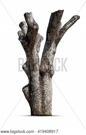 Dead Tree , Stump Tree ,old Timber , Piece Of Dry Tree Branch  Isolated On White Background.