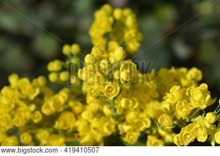Oregon Grape Flowers - Latin Name - Berberis Aquifolium (mahonia Aquifolium)