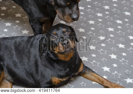 Two Black Dogs On Gray Fabric With White Stars. High Angle View Of Two Adult Rottweilers Playing On 