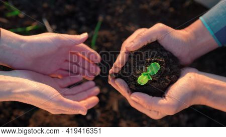 Agriculture Teamwork. Farmers Team Hands Plant A Small Plant In The Ground Soil. Business Teamwork A