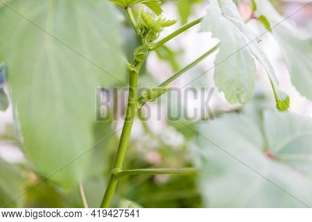 Okra Vegetable On Plant In Farm. Okra Plant Growing In Home Garden. Okra Flower