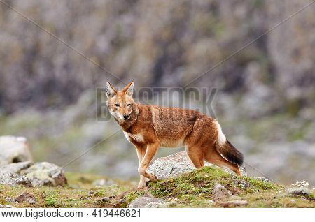 Ethiopian Wolf (canis Simensis), Endemic Canid Af Ethiopia, Is One Of The World's Rarest Canids, And