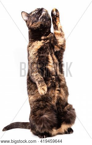 A Mottled Tortoiseshell Cat Sits Comically On Its Hind Legs And Raises Its Front Paw. Close-up, Isol
