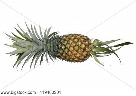 One Pineapple Isolated On White Background With Cipping Path.