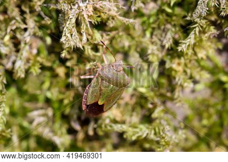 A Macro Of A Stink Bug On Moss On A Tree.