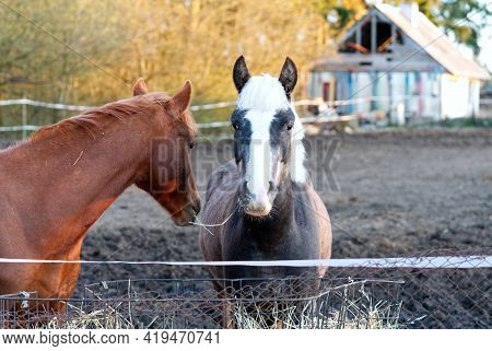 Horses. Portrait Of Brown And Grey Horse