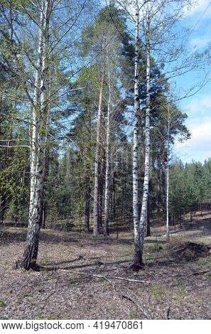 Pine forest in Kiev Region,Ukraine. Natyre of Eastern Europe