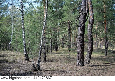 Pine forest in Kiev Region,Ukraine. Natyre of Eastern Europe