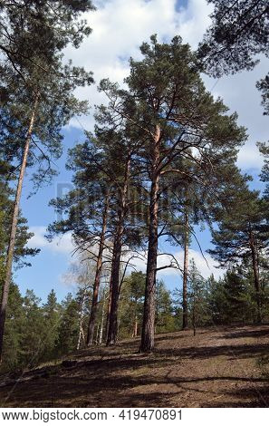 Pine forest in Kiev Region,Ukraine. Natyre of Eastern Europe
