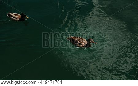 Two Ducks Swim In The Lake, Summer