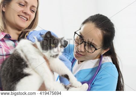 Veterinarian Doctor Examines A Cat Ears In Clinic