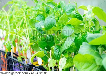 Pepper Seedlings In Box In Greenhouse. Young Pepper Plants. Vegetables Garden.