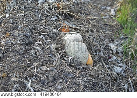 Garbage Rotting Pile With Vegetables And Pumpkin Cesspool