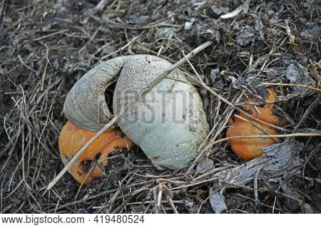 Garbage Rotting Pile With Vegetables And Pumpkin Cesspool