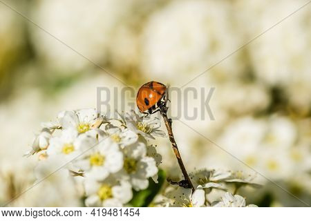 Ladybug - Coccinellidae, On The Small Snow-white Flowers Of The Plant Lobularia Maritima Alissum Mar