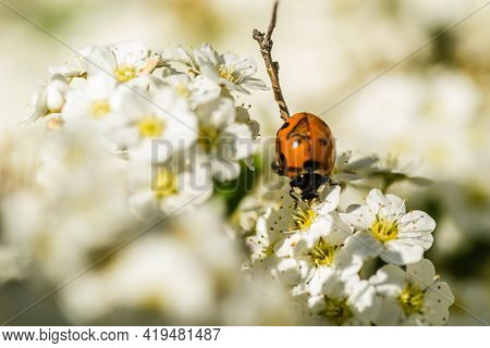 Ladybug - Coccinellidae, On The Small Snow-white Flowers Of The Plant Lobularia Maritima Alissum Mar