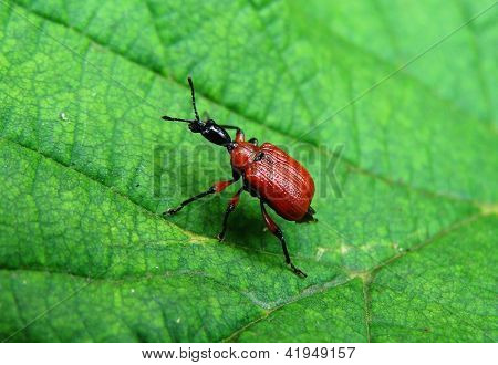 Coccinelle rouge
