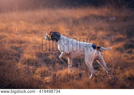 German Shorthaired Pointer Hunting In Field, Brown Grass In Sunset