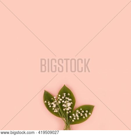 Lilly of the valley Convallaria majalis bouquet May spring flower on pink background