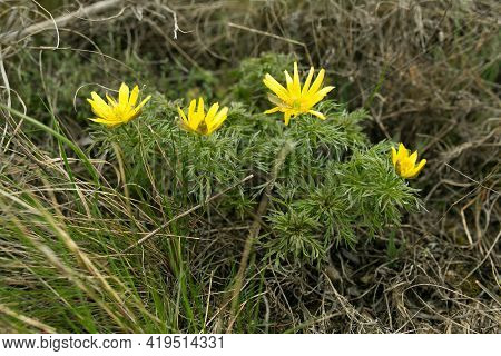 Spring Adonis Flower In The Fields And Hills, Ukraine. The Pheasant's Eye Grows In Sheep Pasture In