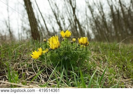 Spring Adonis Flower In The Fields And Hills, Ukraine. The Pheasant's Eye Grows In Sheep Pasture In