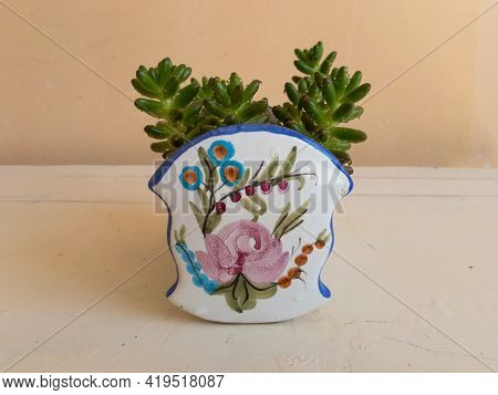Sedum Rubrotinctum Jelly Beans Succulent Plants Or Pork & Beans Succulent Plant Potted In A Beautifu