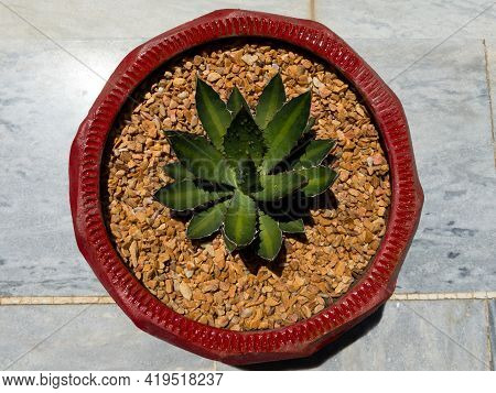 Agave Univittata Splendida Center Stripe Agave Plant In A Beautiful Clay Pot View From Above Closeup