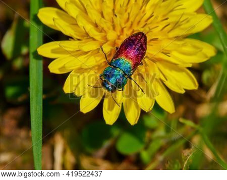 colorful beetle on yellow flower in spring - Anthaxia (Anthaxia) bicolor Falderman