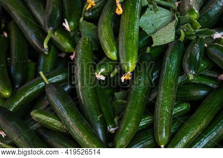 Fresh Organic Green Cucumbers On Fresh Market,  Background. Сucumbers Texture . A Lot Of Organic сuc