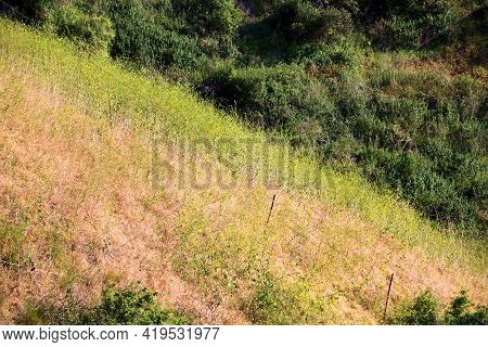 Lush Green Hillside Covered With A Rustic Fence And Grasslands And Mustard Plant Wildflowers During 