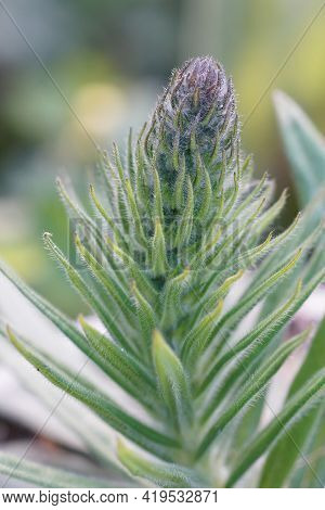 Closeup Of An Unopened Flower Of Medicinal , Perennial Herb, Echium Amoenum