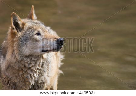 Lobo cinzento