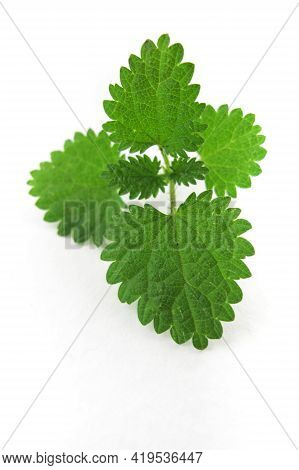 Bush With Leaves Of Deaf Nettle ( Deadnettle) On An Isolated White Background.