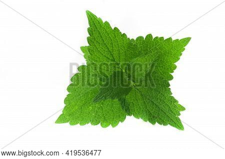 Bush With Leaves Of Deaf Nettle ( Deadnettle) On An Isolated White Background