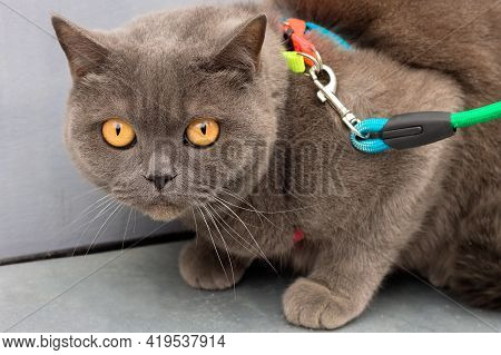 Scottish Fold Cat With Yellow Eyes And A Wary Look.