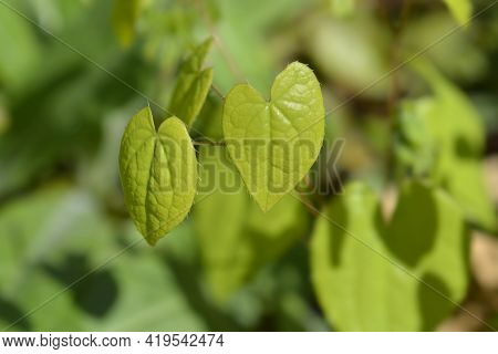 Alpine Barrenwort Leaves - Latin Name - Epimedium Alpinum