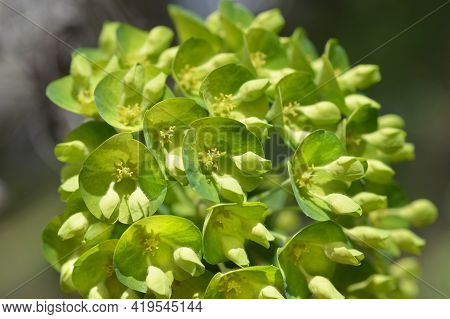 Wulfens Spurge - Latin Name - Euphorbia Characias Subsp. Wulfenii