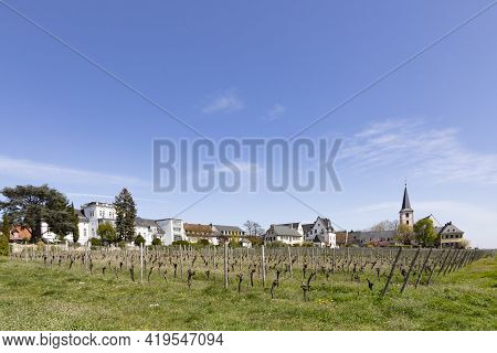Vineyard With Old Winery Buildings In Hochheim, Germany In Spring Time
