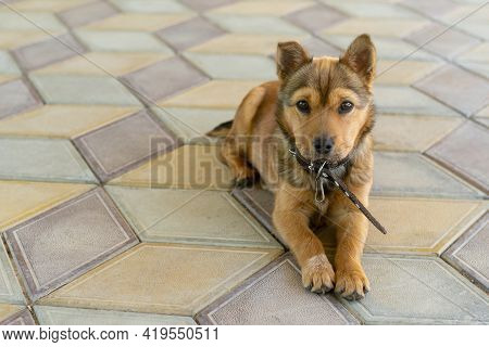 Mixed Breed Puppy Outdoors Looking At The Camera. Copspace
