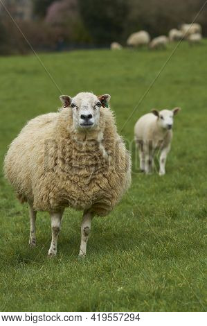 Sheep And Lambs In Lush Green Fields Of The Woolley Valley, An Area Of Outstanding Natural Beauty In