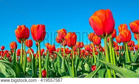 Blosssoming red tulips in the countryside from the Netherlands in spring