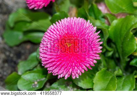 Macro Photo Of Pink Bellis Perennis Pomponette Flower Head.